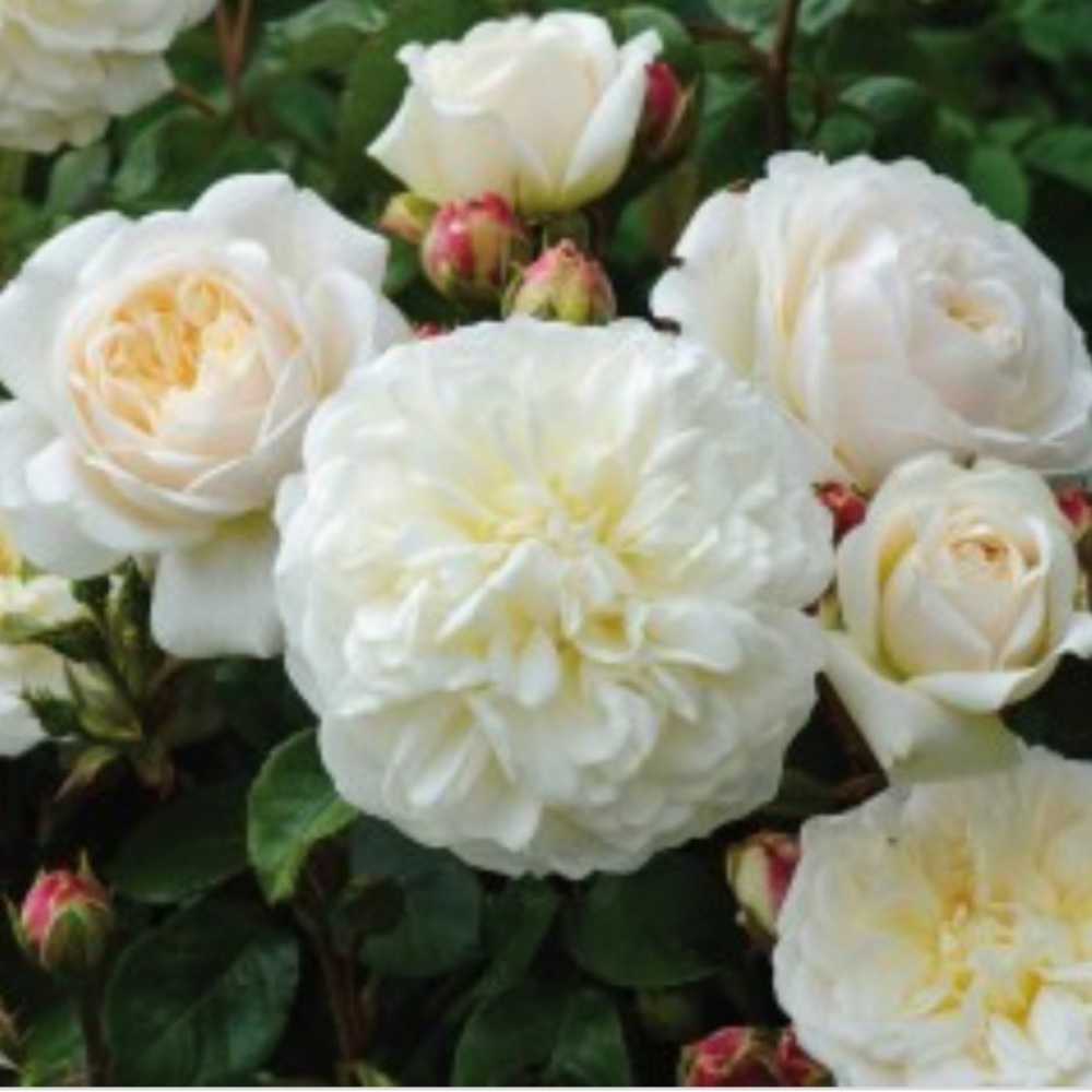 5⭐️Fave! Windermere Rose Lace Duster - Picture 7 of 7